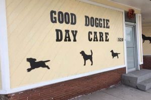 Top-Rated Dog Day Care in Baltimore, MD My Caring Dog – Tips, Stories, and Care Guides for Loving Pet Owners Top-Rated Dog Day Care in Baltimore, MD | My Caring Dog – Tips, Stories, and Care Guides for Loving Pet Owners