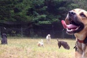 Best Dog Day Care in Weston, FL: Top Choices My Caring Dog – Tips, Stories, and Care Guides for Loving Pet Owners Best Dog Day Care in Weston, FL: Top Choices | My Caring Dog – Tips, Stories, and Care Guides for Loving Pet Owners