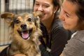 Adopt a Foster Dog: Find Your Furry Friend My Caring Dog – Tips, Stories, and Care Guides for Loving Pet Owners Adopt a Foster Dog: Find Your Furry Friend | My Caring Dog – Tips, Stories, and Care Guides for Loving Pet Owners
