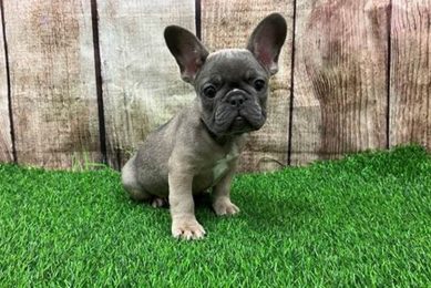 Adopt Puppies in St. Louis, MO: Find Your Furry Friend My Caring Dog – Tips, Stories, and Care Guides for Loving Pet Owners Adopt Puppies in St. Louis, MO: Find Your Furry Friend | My Caring Dog – Tips, Stories, and Care Guides for Loving Pet Owners