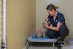 Best Day Dog Care Services & Locations My Caring Dog – Tips, Stories, and Care Guides for Loving Pet Owners Best Day Dog Care Services & Locations | My Caring Dog – Tips, Stories, and Care Guides for Loving Pet Owners