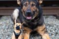 K9 The Dog My Caring Dog – Tips, Stories, and Care Guides for Loving Pet Owners K9 The Dog | My Caring Dog – Tips, Stories, and Care Guides for Loving Pet Owners