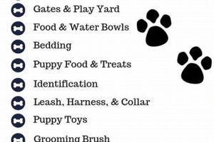 Best Places to Get a Puppy for Your Car My Caring Dog – Tips, Stories, and Care Guides for Loving Pet Owners Best Places to Get a Puppy for Your Car | My Caring Dog – Tips, Stories, and Care Guides for Loving Pet Owners