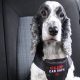 Top Clix Car Safe Dog Harness Medium Picks | My Caring Dog – Tips, Stories, and Care Guides for Loving Pet Owners