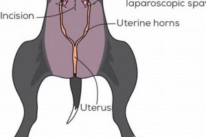 Ultimate Spay Care: Female Dog Recovery Guide My Caring Dog – Tips, Stories, and Care Guides for Loving Pet Owners Ultimate Spay Care: Female Dog Recovery Guide | My Caring Dog – Tips, Stories, and Care Guides for Loving Pet Owners