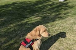 Psychiatric Service Dog Training Los Angeles My Caring Dog – Tips, Stories, and Care Guides for Loving Pet Owners Psychiatric Service Dog Training Los Angeles | My Caring Dog – Tips, Stories, and Care Guides for Loving Pet Owners