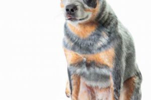 Ultimate Australian Cattle Dog Care Guide My Caring Dog – Tips, Stories, and Care Guides for Loving Pet Owners Ultimate Australian Cattle Dog Care Guide | My Caring Dog – Tips, Stories, and Care Guides for Loving Pet Owners