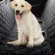 Best Dog Blanket Car Seat Covers for Pet Travel | My Caring Dog – Tips, Stories, and Care Guides for Loving Pet Owners