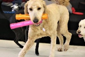 Best Dog Day Care in Columbus, OH My Caring Dog – Tips, Stories, and Care Guides for Loving Pet Owners Best Dog Day Care in Columbus, OH | My Caring Dog – Tips, Stories, and Care Guides for Loving Pet Owners