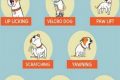 Best Car Dog Tip: Paw Care for Road Trips My Caring Dog – Tips, Stories, and Care Guides for Loving Pet Owners Best Car Dog Tip: Paw Care for Road Trips | My Caring Dog – Tips, Stories, and Care Guides for Loving Pet Owners