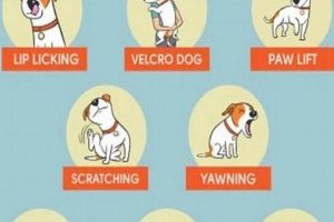 Best Car Dog Tip: Paw Care for Road Trips My Caring Dog – Tips, Stories, and Care Guides for Loving Pet Owners Best Car Dog Tip: Paw Care for Road Trips | My Caring Dog – Tips, Stories, and Care Guides for Loving Pet Owners
