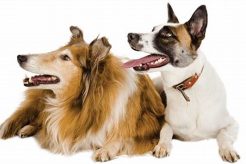 Best Dog Day Care in Tucson, AZ | Top Rated My Caring Dog – Tips, Stories, and Care Guides for Loving Pet Owners Best Dog Day Care in Tucson, AZ | Top Rated | My Caring Dog – Tips, Stories, and Care Guides for Loving Pet Owners