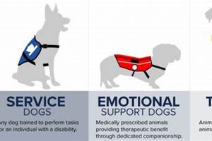 Service Dog Meaning & Purpose: A Full Guide My Caring Dog – Tips, Stories, and Care Guides for Loving Pet Owners Service Dog Meaning & Purpose: A Full Guide | My Caring Dog – Tips, Stories, and Care Guides for Loving Pet Owners