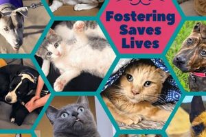 Adopt, Don't Shop: Evanston Pet Adoption My Caring Dog – Tips, Stories, and Care Guides for Loving Pet Owners Adopt, Don't Shop: Evanston Pet Adoption | My Caring Dog – Tips, Stories, and Care Guides for Loving Pet Owners