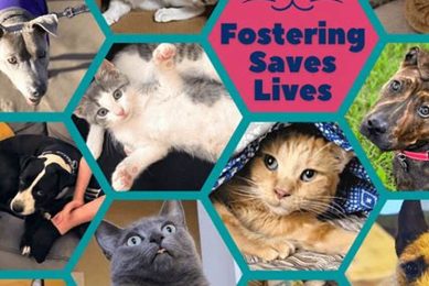 Adopt, Don't Shop: Evanston Pet Adoption My Caring Dog – Tips, Stories, and Care Guides for Loving Pet Owners Adopt, Don't Shop: Evanston Pet Adoption | My Caring Dog – Tips, Stories, and Care Guides for Loving Pet Owners