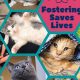 Adopt, Don't Shop: Evanston Pet Adoption | My Caring Dog – Tips, Stories, and Care Guides for Loving Pet Owners