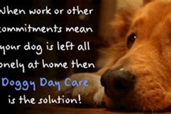 Best Dog Day Care in Blackpool: Top Choices My Caring Dog – Tips, Stories, and Care Guides for Loving Pet Owners Best Dog Day Care in Blackpool: Top Choices | My Caring Dog – Tips, Stories, and Care Guides for Loving Pet Owners