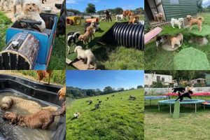Purr-fect Dog Grooming & Daycare | Top-Rated My Caring Dog – Tips, Stories, and Care Guides for Loving Pet Owners Purr-fect Dog Grooming & Daycare | Top-Rated | My Caring Dog – Tips, Stories, and Care Guides for Loving Pet Owners