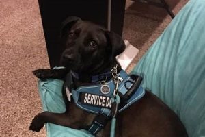 Louisiana Service Dogs: A Comprehensive Guide My Caring Dog – Tips, Stories, and Care Guides for Loving Pet Owners Louisiana Service Dogs: A Comprehensive Guide | My Caring Dog – Tips, Stories, and Care Guides for Loving Pet Owners