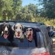 Top 10 Best Cars for Big Dogs: SUV & More | My Caring Dog – Tips, Stories, and Care Guides for Loving Pet Owners