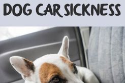 Top Home Remedies for Dog Car Sickness Relief My Caring Dog – Tips, Stories, and Care Guides for Loving Pet Owners Top Home Remedies for Dog Car Sickness Relief | My Caring Dog – Tips, Stories, and Care Guides for Loving Pet Owners