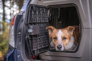 Best Dog Kennels for Safe Car Travel My Caring Dog – Tips, Stories, and Care Guides for Loving Pet Owners Best Dog Kennels for Safe Car Travel | My Caring Dog – Tips, Stories, and Care Guides for Loving Pet Owners