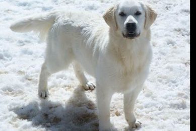 Car-Ready Platinum Retriever Price Guide My Caring Dog – Tips, Stories, and Care Guides for Loving Pet Owners Car-Ready Platinum Retriever Price Guide | My Caring Dog – Tips, Stories, and Care Guides for Loving Pet Owners