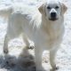 Car-Ready Platinum Retriever Price Guide | My Caring Dog – Tips, Stories, and Care Guides for Loving Pet Owners