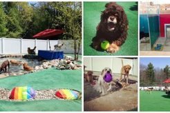 Best Dog Day Care & Bath in Maine My Caring Dog – Tips, Stories, and Care Guides for Loving Pet Owners Best Dog Day Care & Bath in Maine | My Caring Dog – Tips, Stories, and Care Guides for Loving Pet Owners