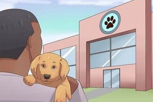 Rehome Your Car Dog Puppy: Find a Loving Home My Caring Dog – Tips, Stories, and Care Guides for Loving Pet Owners Rehome Your Car Dog Puppy: Find a Loving Home | My Caring Dog – Tips, Stories, and Care Guides for Loving Pet Owners