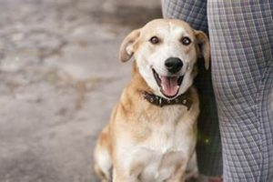 Find Free Temporary Dog Foster Care Near You My Caring Dog – Tips, Stories, and Care Guides for Loving Pet Owners Find Free Temporary Dog Foster Care Near You | My Caring Dog – Tips, Stories, and Care Guides for Loving Pet Owners