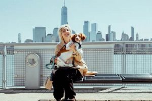 Find Service Animals Near You Today My Caring Dog – Tips, Stories, and Care Guides for Loving Pet Owners Find Service Animals Near You Today | My Caring Dog – Tips, Stories, and Care Guides for Loving Pet Owners