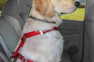 Top Enhanced Strength Tru Fit Dog Car Harness for Safe Travels My Caring Dog – Tips, Stories, and Care Guides for Loving Pet Owners Top Enhanced Strength Tru Fit Dog Car Harness for Safe Travels | My Caring Dog – Tips, Stories, and Care Guides for Loving Pet Owners