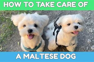Ultimate Maltese Dog Care Guide: Tips & Tricks My Caring Dog – Tips, Stories, and Care Guides for Loving Pet Owners Ultimate Maltese Dog Care Guide: Tips & Tricks | My Caring Dog – Tips, Stories, and Care Guides for Loving Pet Owners