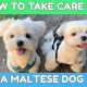 Ultimate Maltese Dog Care Guide: Tips & Tricks | My Caring Dog – Tips, Stories, and Care Guides for Loving Pet Owners