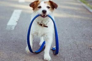 Complete Guide: How to Train a Dog for Service Today My Caring Dog – Tips, Stories, and Care Guides for Loving Pet Owners Complete Guide: How to Train a Dog for Service Today | My Caring Dog – Tips, Stories, and Care Guides for Loving Pet Owners