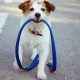 Complete Guide: How to Train a Dog for Service Today | My Caring Dog – Tips, Stories, and Care Guides for Loving Pet Owners