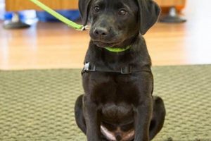 Support Non-Profit Service Dog Charities Today My Caring Dog – Tips, Stories, and Care Guides for Loving Pet Owners Support Non-Profit Service Dog Charities Today | My Caring Dog – Tips, Stories, and Care Guides for Loving Pet Owners