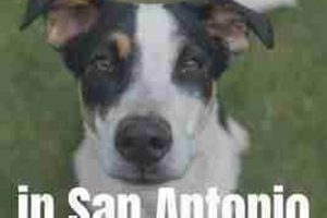 Best Dog Rescues in San Antonio TX | Car-Friendly Canines My Caring Dog – Tips, Stories, and Care Guides for Loving Pet Owners Best Dog Rescues in San Antonio TX | Car-Friendly Canines | My Caring Dog – Tips, Stories, and Care Guides for Loving Pet Owners