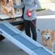 Best Folding Car Dog Ramps for SUVs | My Caring Dog – Tips, Stories, and Care Guides for Loving Pet Owners