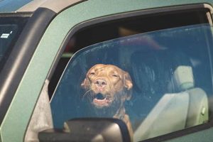 Never Leave a Dog in a Hot Car: Dangers & Tips My Caring Dog – Tips, Stories, and Care Guides for Loving Pet Owners Never Leave a Dog in a Hot Car: Dangers & Tips | My Caring Dog – Tips, Stories, and Care Guides for Loving Pet Owners