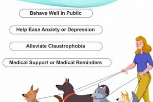 Amazing Things Service Dogs Can Do For You My Caring Dog – Tips, Stories, and Care Guides for Loving Pet Owners Amazing Things Service Dogs Can Do For You | My Caring Dog – Tips, Stories, and Care Guides for Loving Pet Owners