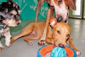 Best Pampered Paws Dog Day Care | Local My Caring Dog – Tips, Stories, and Care Guides for Loving Pet Owners Best Pampered Paws Dog Day Care | Local | My Caring Dog – Tips, Stories, and Care Guides for Loving Pet Owners
