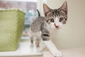 Adopt a Cat in Chicago: Find Your Purrfect Match My Caring Dog – Tips, Stories, and Care Guides for Loving Pet Owners Adopt a Cat in Chicago: Find Your Purrfect Match | My Caring Dog – Tips, Stories, and Care Guides for Loving Pet Owners