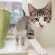 Adopt a Cat in Chicago: Find Your Purrfect Match | My Caring Dog – Tips, Stories, and Care Guides for Loving Pet Owners