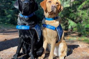 Best Service Dog Training in Seattle, WA My Caring Dog – Tips, Stories, and Care Guides for Loving Pet Owners Best Service Dog Training in Seattle, WA | My Caring Dog – Tips, Stories, and Care Guides for Loving Pet Owners