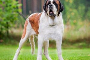 Best Car Accessories for Dogs Strolls My Caring Dog – Tips, Stories, and Care Guides for Loving Pet Owners Best Car Accessories for Dogs Strolls | My Caring Dog – Tips, Stories, and Care Guides for Loving Pet Owners