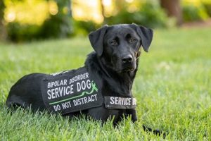 Ultimate Cares Service Dog Guide & Resources My Caring Dog – Tips, Stories, and Care Guides for Loving Pet Owners Ultimate Cares Service Dog Guide & Resources | My Caring Dog – Tips, Stories, and Care Guides for Loving Pet Owners