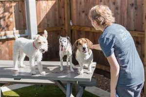 Best Dog Day Care in Lakeland, FL My Caring Dog – Tips, Stories, and Care Guides for Loving Pet Owners Best Dog Day Care in Lakeland, FL | My Caring Dog – Tips, Stories, and Care Guides for Loving Pet Owners