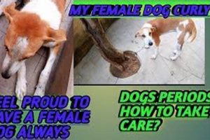 Dog Period Care Guide: Tips & Advice My Caring Dog – Tips, Stories, and Care Guides for Loving Pet Owners Dog Period Care Guide: Tips & Advice | My Caring Dog – Tips, Stories, and Care Guides for Loving Pet Owners